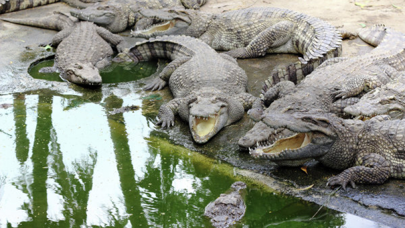 Крокодили ще охраняват затвор в Индонезия