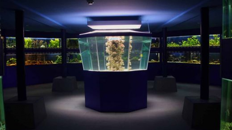 Вандали потрошиха аквариум в Природонаучния музей в Пловдив, има убити животни