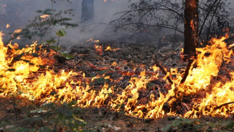 Два големи горски пожара вилнеят в Тетевенско