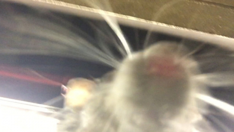 Мишка използва телефона на спящ човек в метрото, за да си направи...селфи (ВИДЕО)