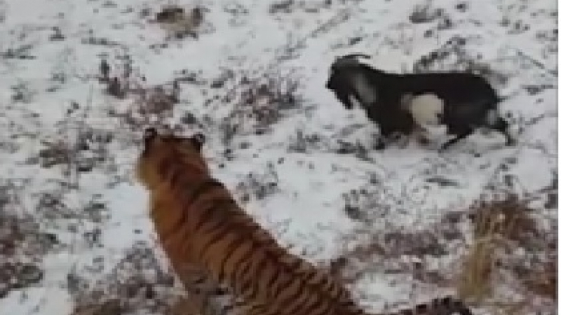 Амурски тигър се сприятели с козленце, поднесено му за обяд (ВИДЕО)