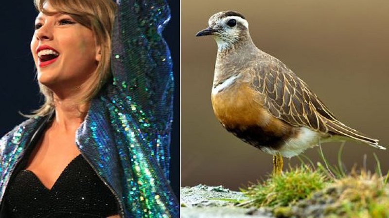 Тейлър Суифт застрашила изчезващ вид птици заради видеоклип