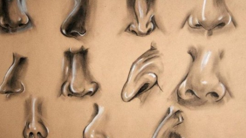 Какво разкрива за човека формата на носа