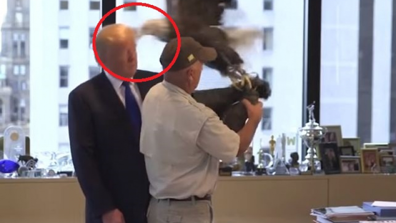 Съдбовен знак: Орелът Чичо Сам клъвнал Доналд Тръмп по главата! (ВИДЕО)