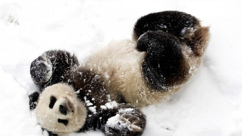 Вижте бурния възторг на панди от първия сняг в живота им (ВИДЕО)