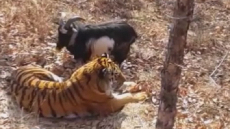 Невиждано: Тигърът Амур започна да пасе тревата на козела Тимур (ВИДЕО)