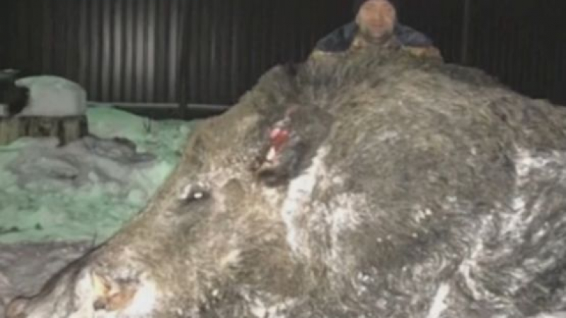 Ловец отстреля 550-килограмово горско чудовище-мутант (ВИДЕО)
