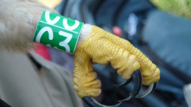 Ловци от Ирак пуснаха на свобода руски сокол с пръстен    (ВИДЕО)  