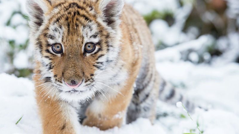 Ловен ад: Амурски тигър нападна ловец и му загриза главата