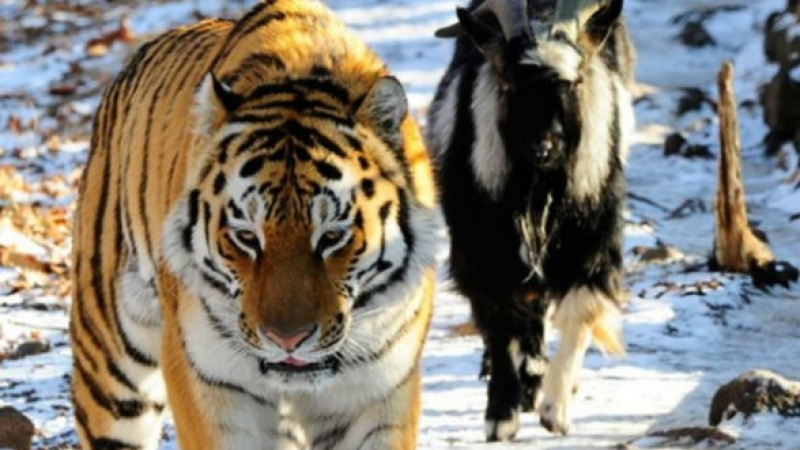 Зоолог предсказа мъчителна смърт за тигъра Амур заради козела Тимур