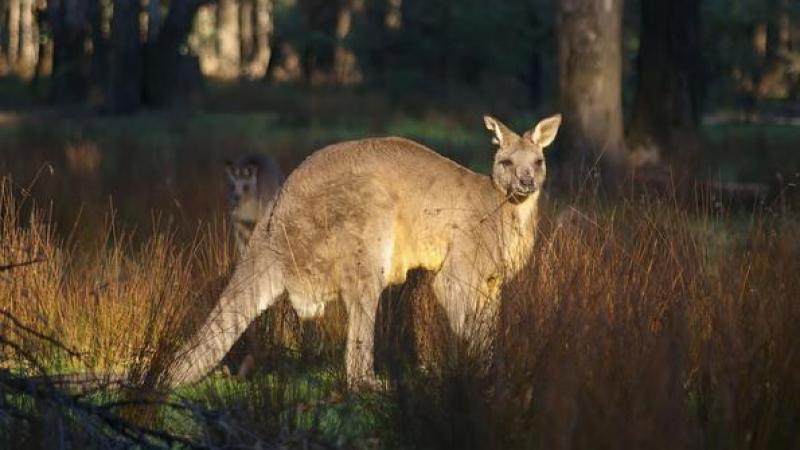 Австралиец подготвял терористичен акт с кенгуру