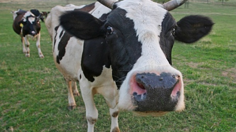 Планинска ферма с нова уникална терапия : Гушкайте крави срещу 300 долара!