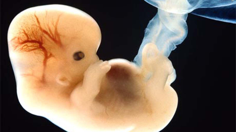 Нечувано! Разрешиха генното модифициране на човешки ембрион