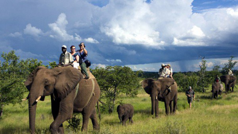 Побеснял слон уби турист в Тайланд