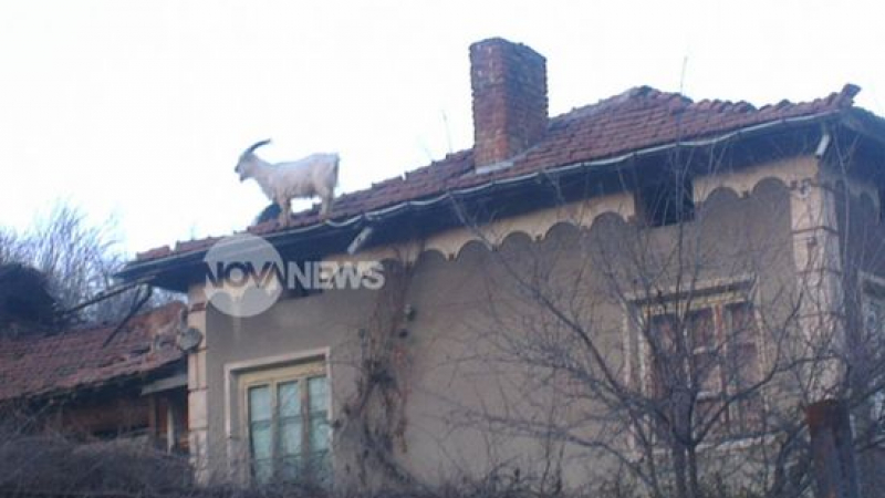Кози превзеха покривите на къщите в дупнишко село    (ЗРЕЛИЩНИ СНИМКИ)


