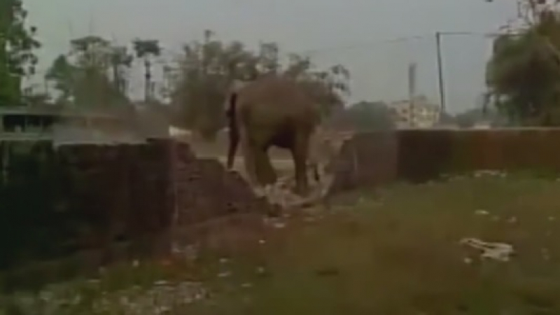 Побеснял слон унищожи над 100 къщи в Индия (ВИДЕО)
