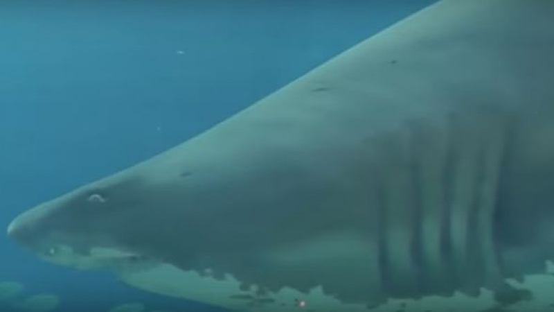Показаха колко безмилостна може да е бременната тигрова акула (ВИДЕО 18+)