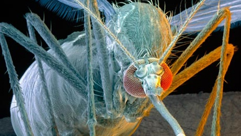 Геноцид на комарите ще докара невиждани болести