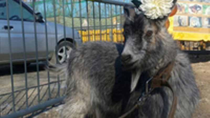 Снимка на невестата на козела Тимур се появи в мрежата (ВИДЕО)