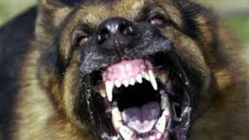 Първо в БЛИЦ: Кучета нахапаха софиянец посред нощ на Околовръстното