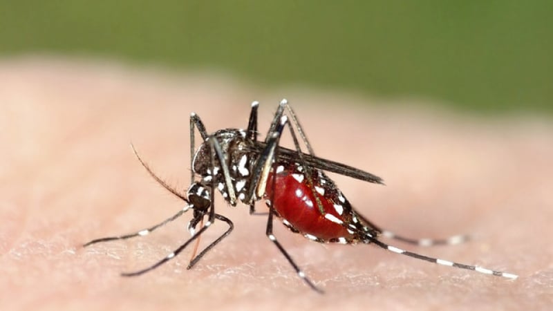 В пет български града има тигрови комари. Съществува ли риск от Зика?