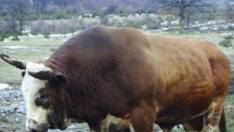 Първо в БЛИЦ: Разярен бик уби пастира си