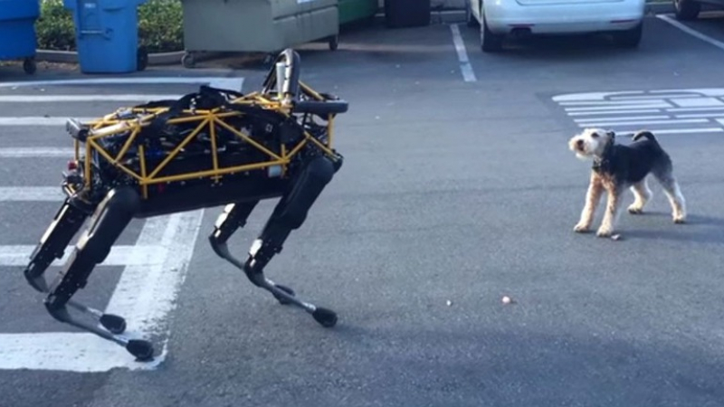 Робот куче срещу живо куче (ВИДЕО)