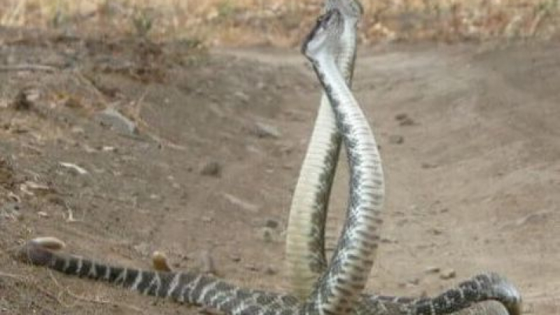 Смъртоносният боен танц на гърмящи змии (ВИДЕО)
