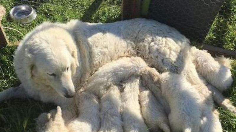 Рекорд! Овчарско куче роди 17 палета 
