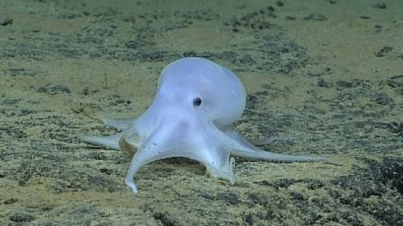 Странна твар: Учени откриха октопод-призрак (ВИДЕО)