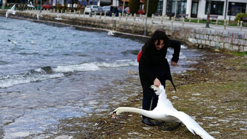 Шок на Охридското езеро! Българка уби лебед заради селфи 