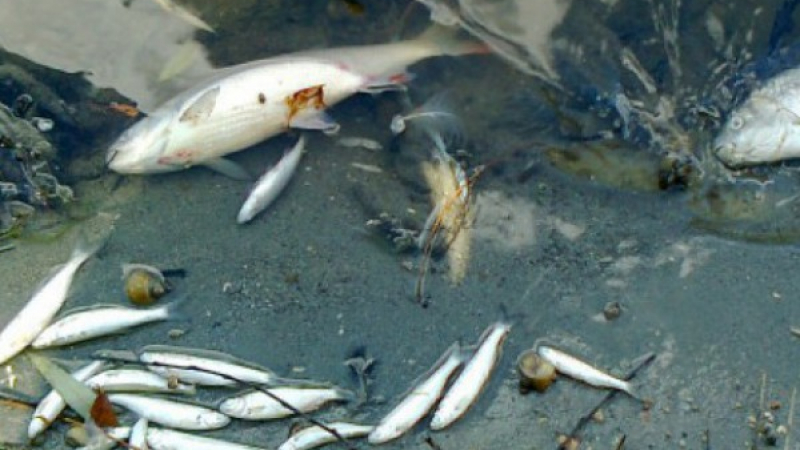 Мъртва риба паникьоса Ямбол 
