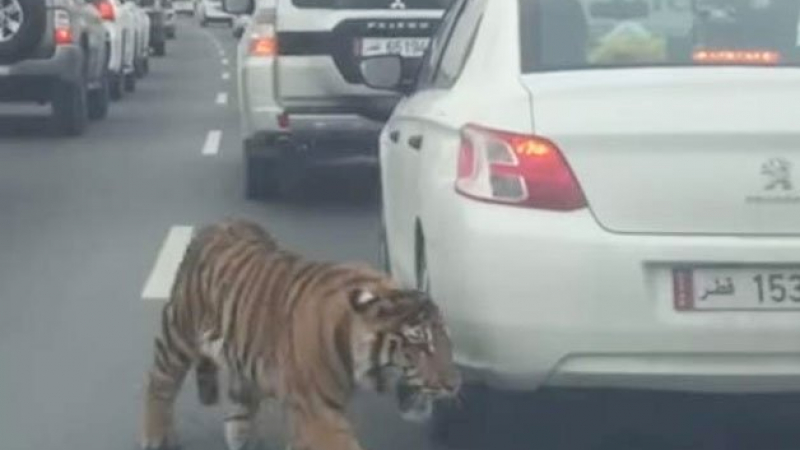 Тигър се движи необезпокоявано между автомобили при задръстване на магистрала (ВИДЕО)
