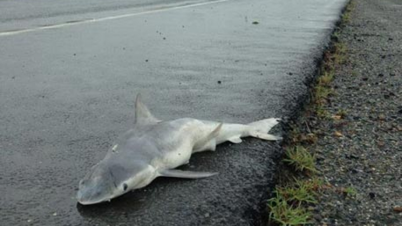 Мъртва акула насред пътя стресна австралийците (СНИМКИ)
