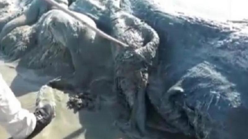 Ужасяваща твар изплува на плажа в Акапулко (ВИДЕО)
