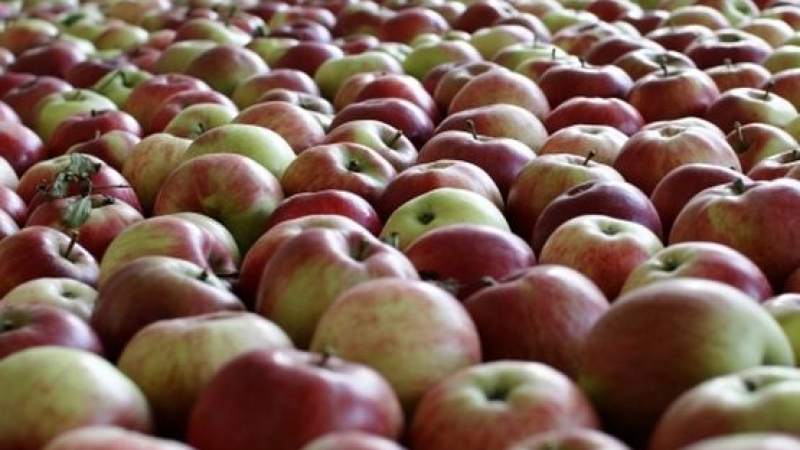 Агенцията по храните спря внос на 22 тона ябълки без ясен произход 