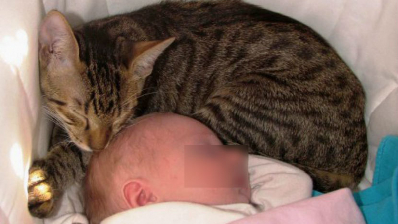 Ужасно нелепо! Домашна котка задуши двумесечно бебе
