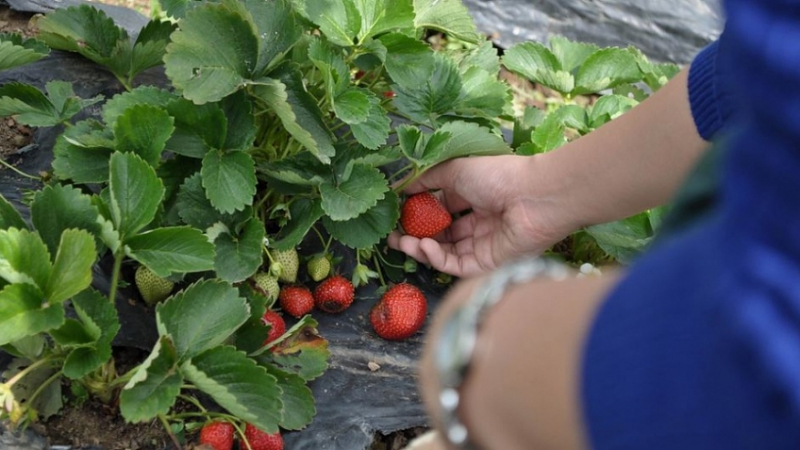 Гастарбайтерски неволи: Нашенци бедстват в Португалия - имат договор за бране на ягоди, но бездействат 