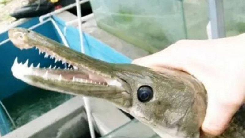 Чудовище от дълбините: Китаец хвана странна риба със зъби (СНИМКИ)
