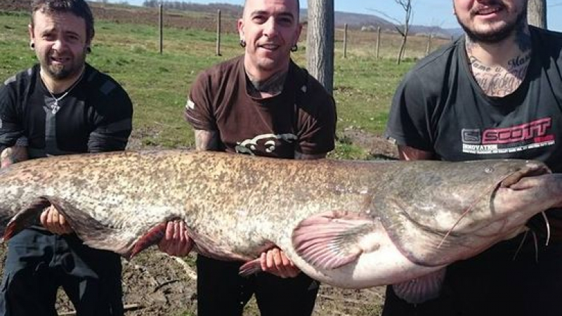 Чудовище смая рибари! Сом гигант плува в язовир край Севлиево (СНИМКИ)