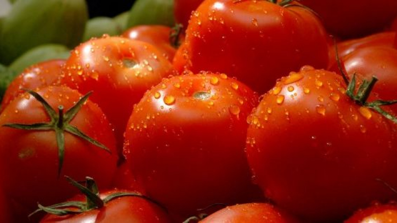 Най-голямата полза от развалените домати е... 