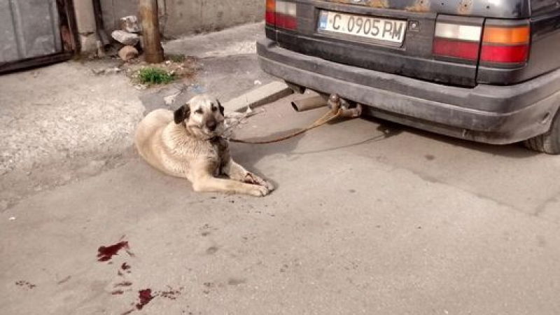 Изрод влачи куче с кола! Човекът, който спаси горкото животинче, го чака присъда (СНИМКИ)