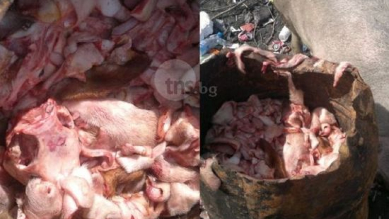 Ужаси в Пловдив! Психар коли кучета и храни прасетата си с тях (СНИМКИ 18+)