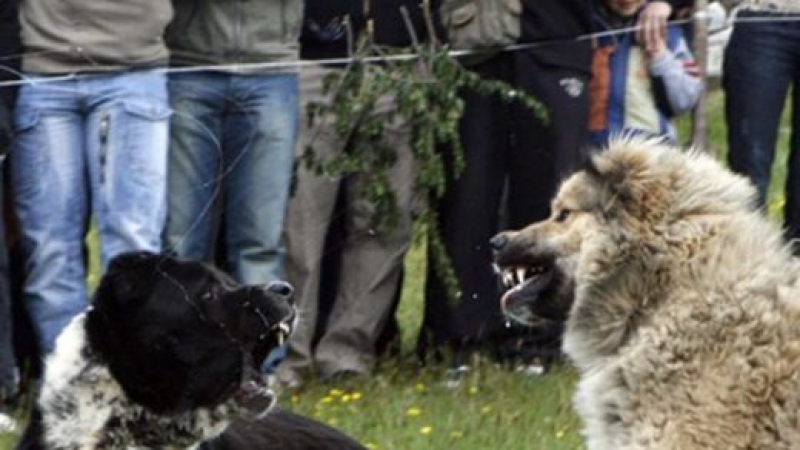 Маскират кучешки боеве като изложби