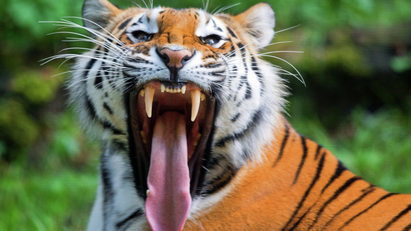 Тигър нападна подпийнала ученичка в зоопарк 
