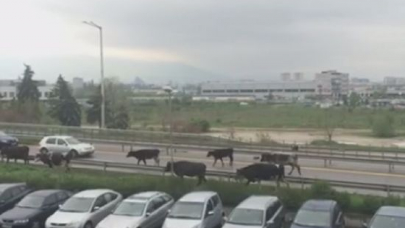 Чудо невиждано! И кравите поеха към Терминал 2 (ВИДЕО)