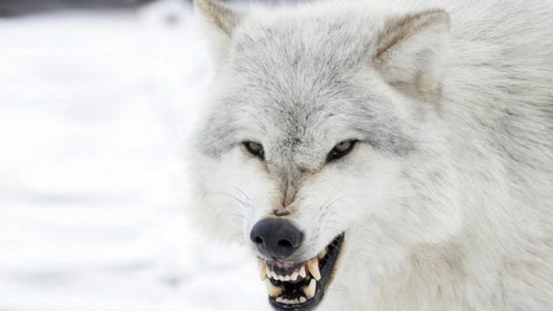 Планинец пребори гладен вълк с голи ръце и му изви врата, за да спаси децата си (ВИДЕО) 