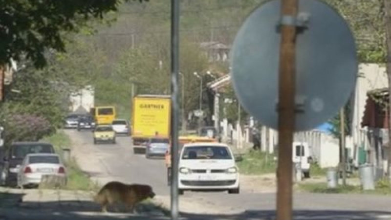 Влудените от трафика в Димово готвят блокада на всички подстъпи към Видин