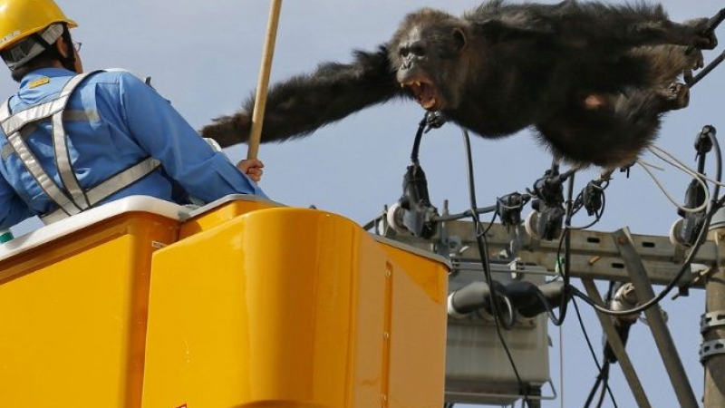 Как се лови подивяло шимпанзе по жицата (ВИДЕО)