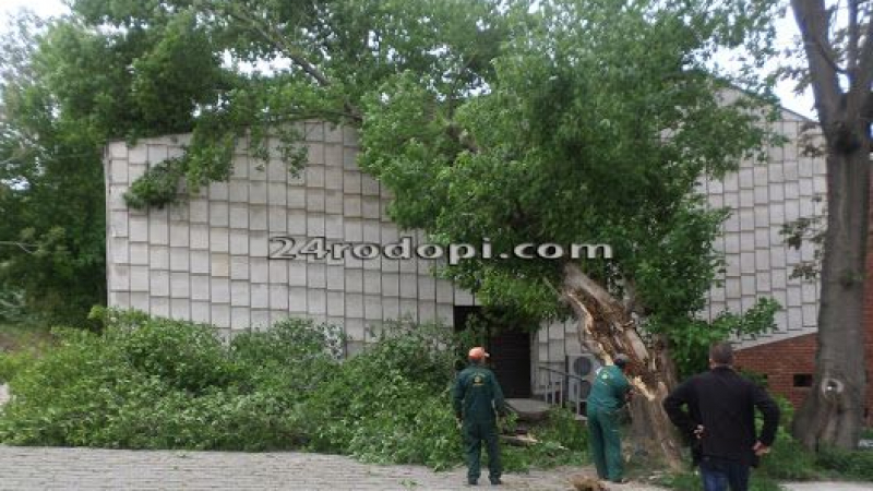 На косъм: Шофьори се спасиха в последния момент от падащо дърво в центъра на Кърджали